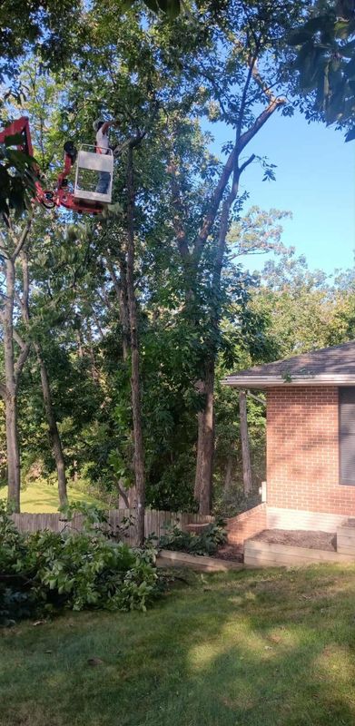 Tree Trimming
