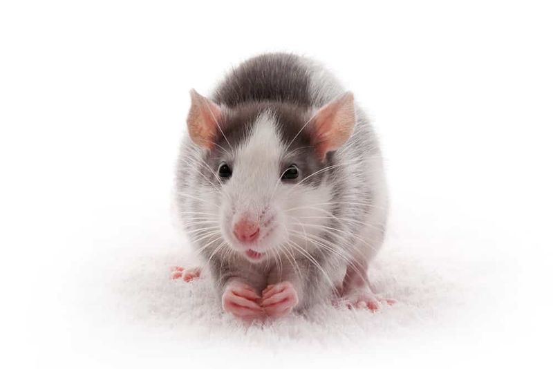 Mice