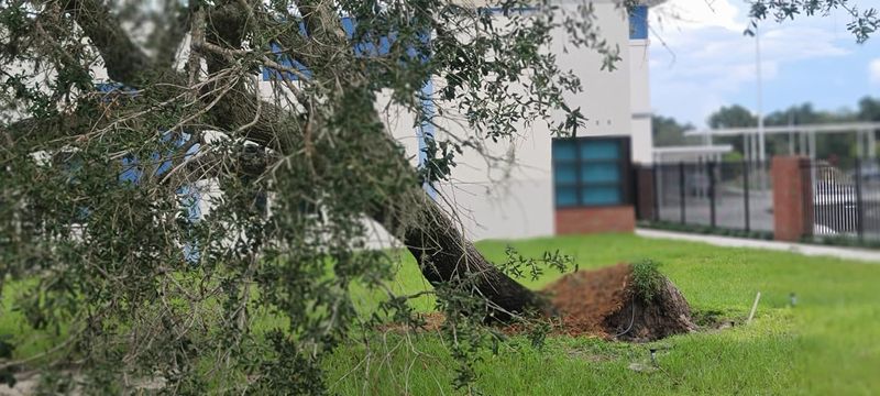 Tree Removal
