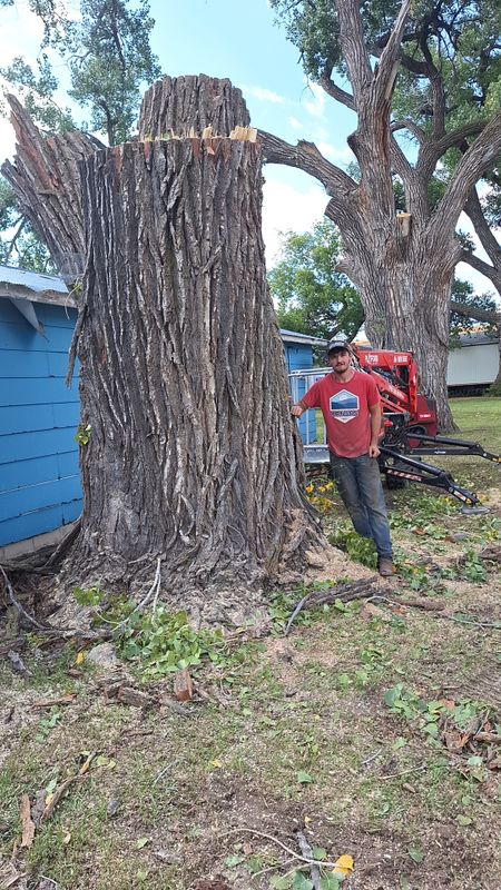 Tree Removal gallery