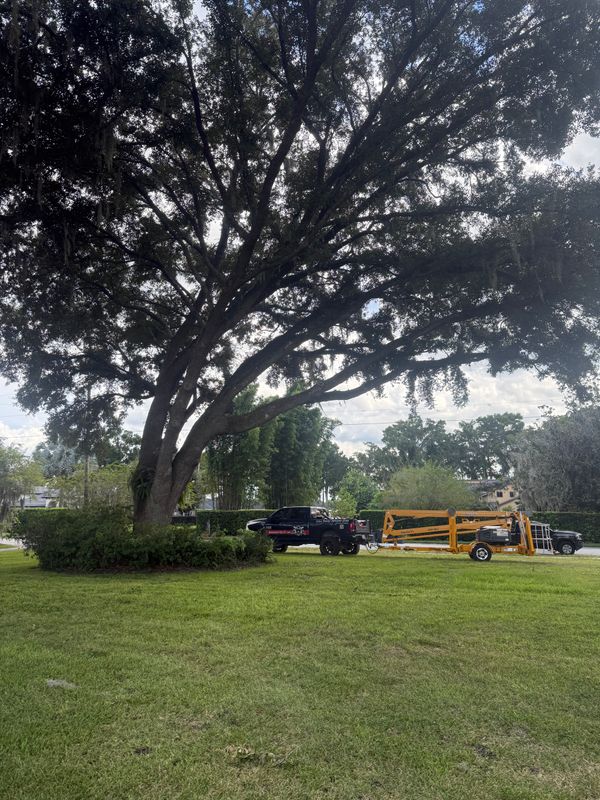 Tree Pruning