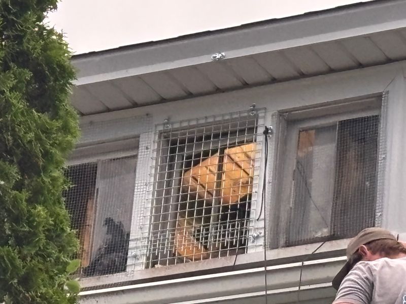 Pigeon Control