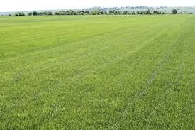Lawn Maintenance