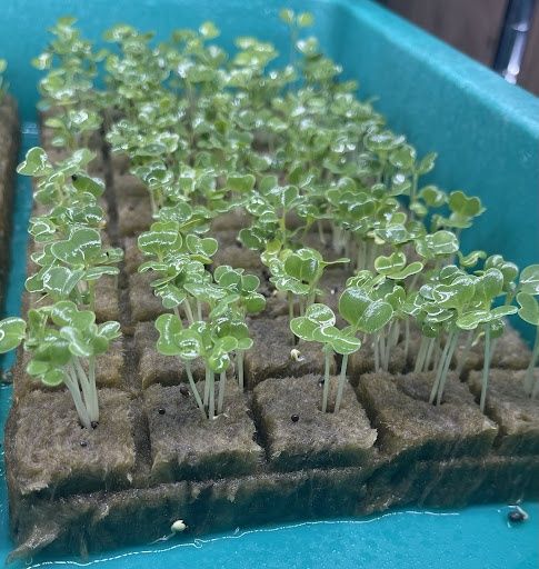Seeds & Seedlings