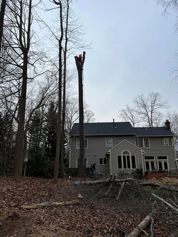 Tree Trimming and Removal