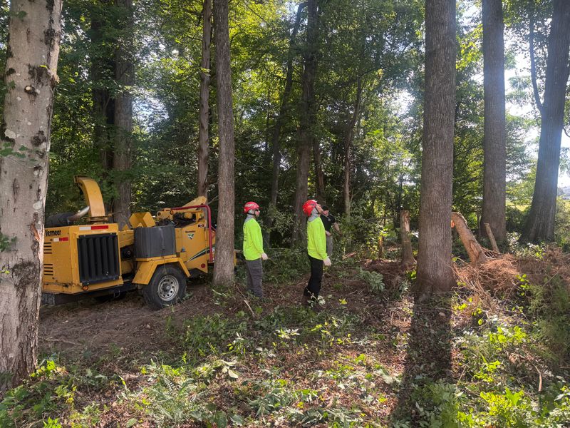 Stump Removal
