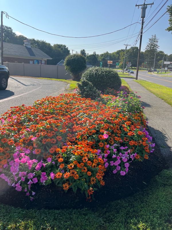 Tree & Shrub Care