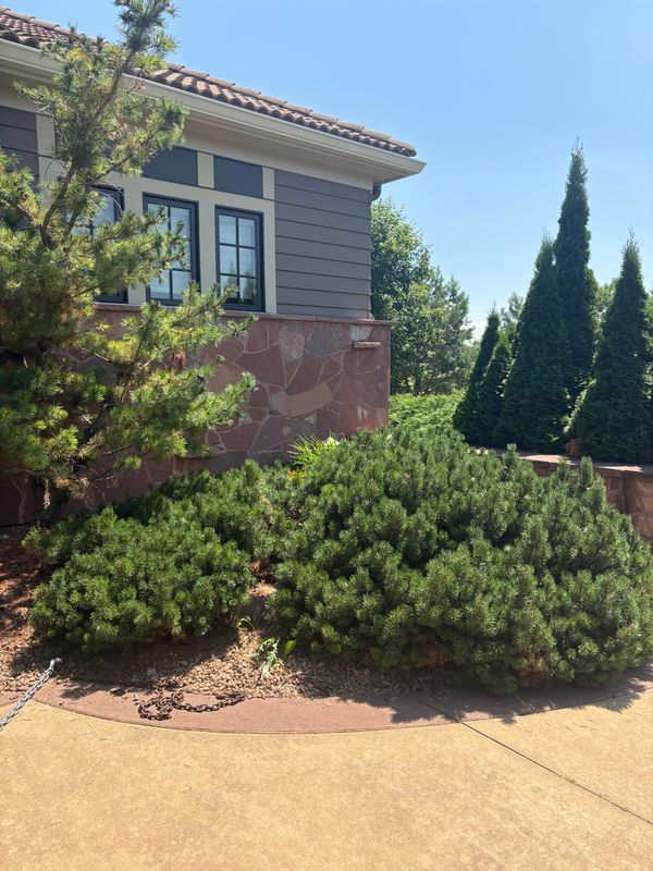 Tree and Shrub Care