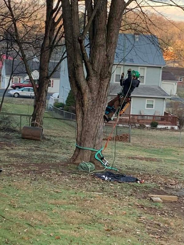 Tree Removal gallery