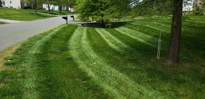 Lawn Maintenance