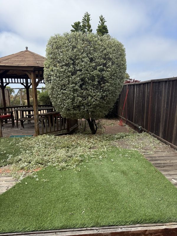 Shrub Trimming