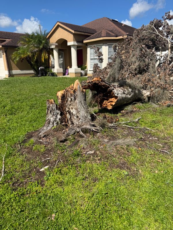 Tree Removal