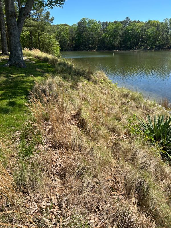River Bank Clearing  gallery