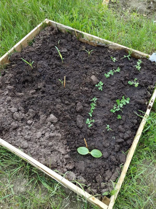 Planting