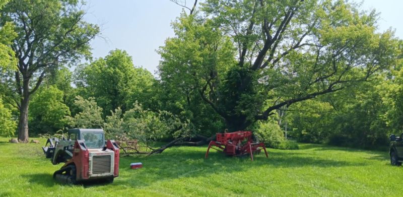 Tree Trimming