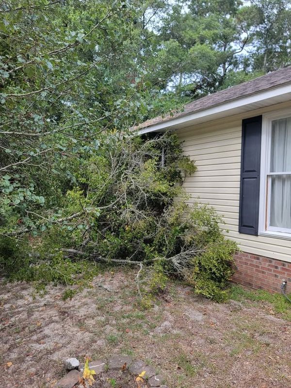 Tree Trimming & Removal