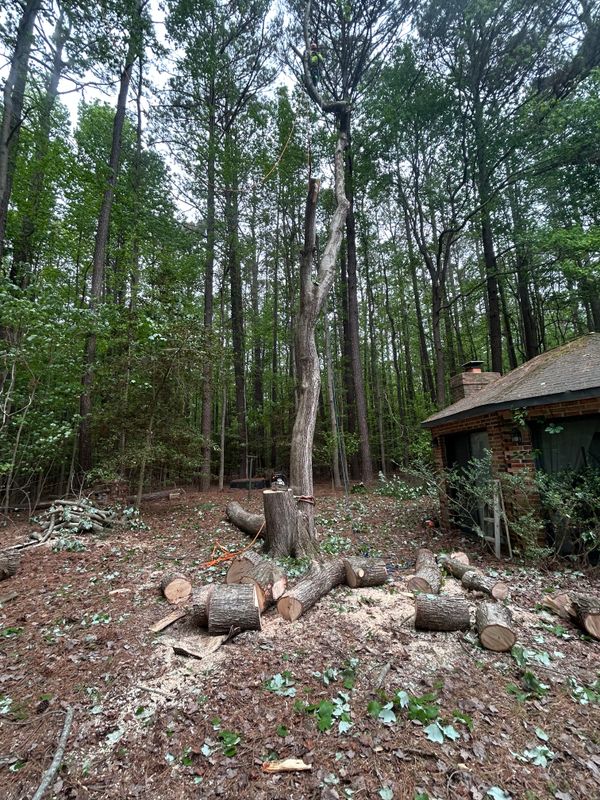Tree Removal & Limbing 