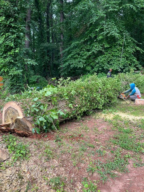 Tree Removal