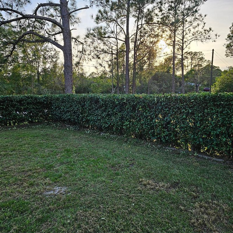 Tree and Hedge Care