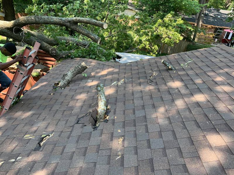 Tree Removal gallery