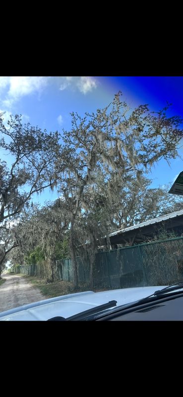 Tree removal