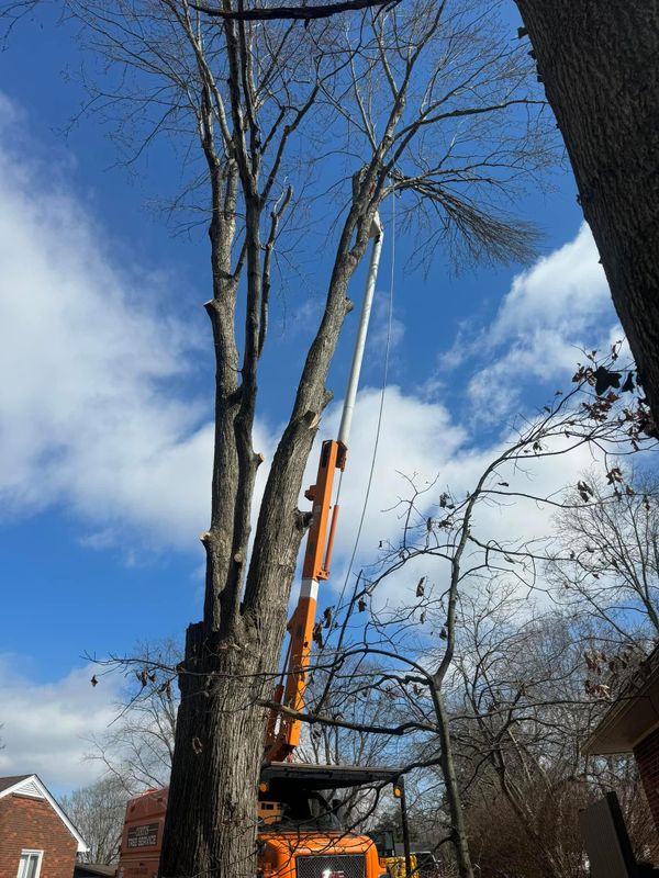 Tree Removal