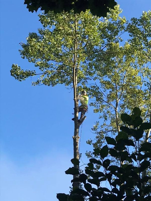 Tree Removal gallery