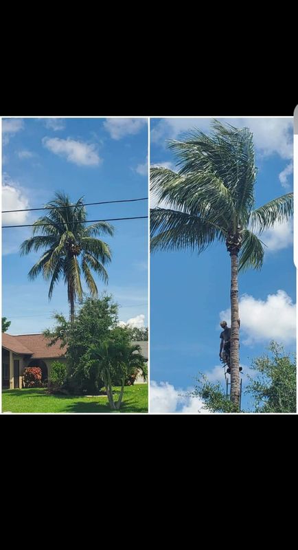 Tree Trimming