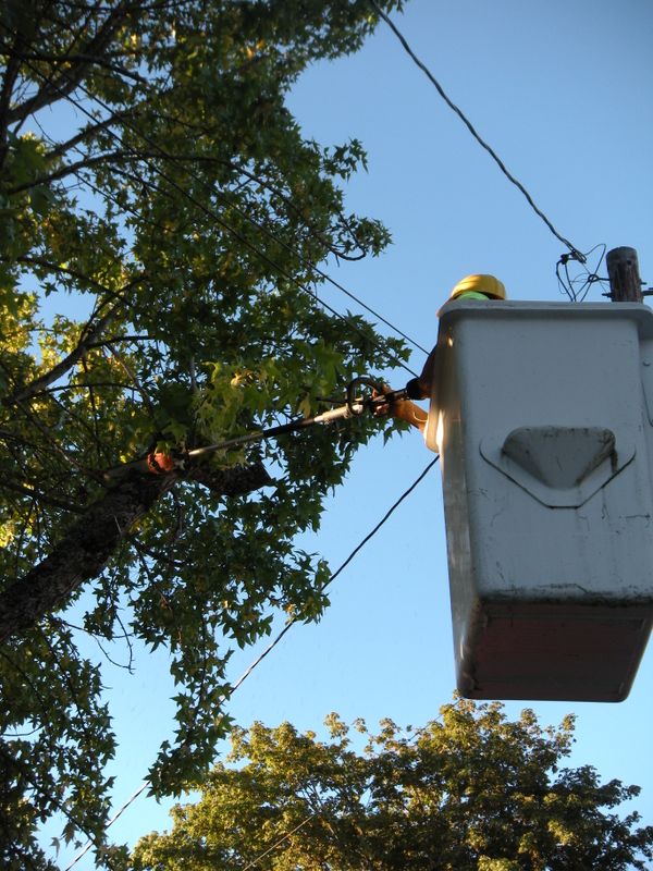 Tree Removals