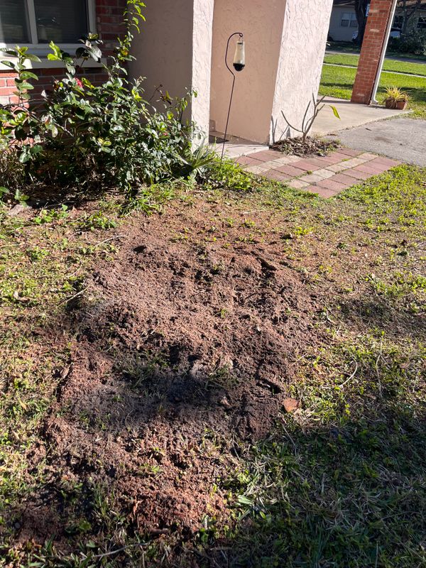 Stump Grinding
