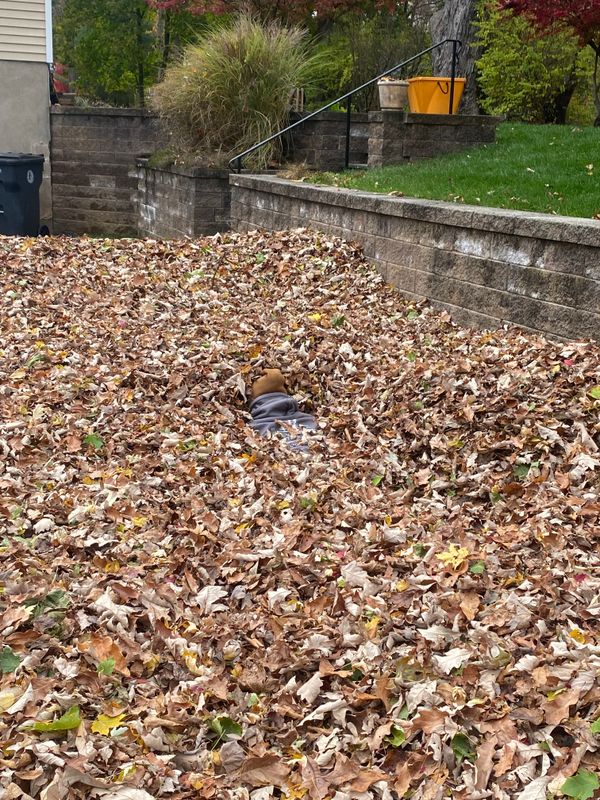 Seasonal Clean Ups