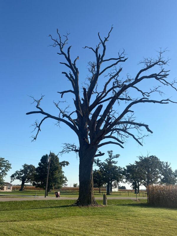 Tree Removal