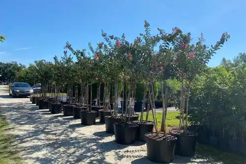 Tree Sales 