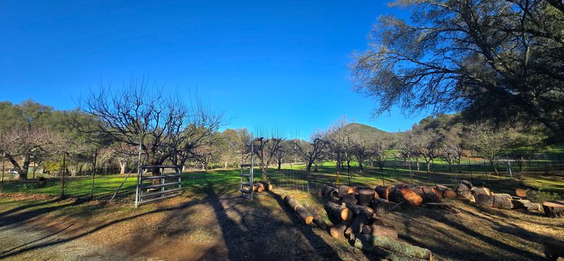 Preventative tree removals