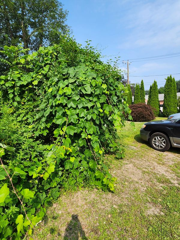 Hedge/Tree/Brush Cutting