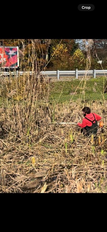 Shrub Trimming