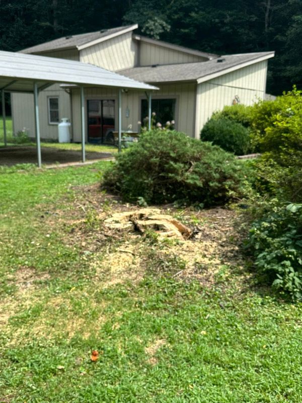 Tree Services