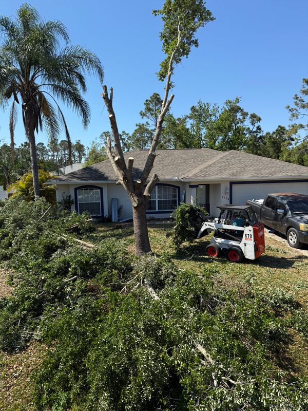 Tree Removal