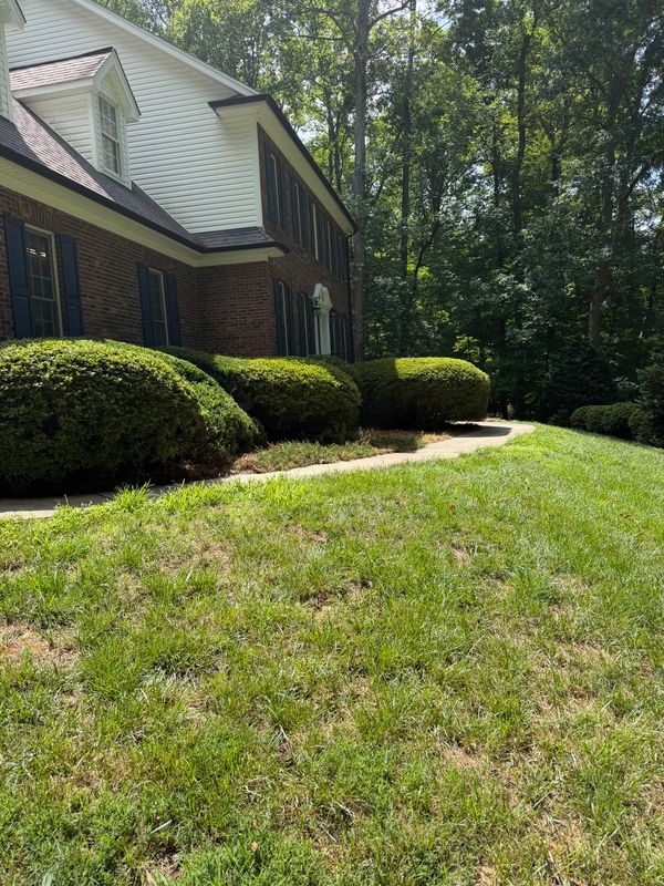 Tree and Shrub Care
