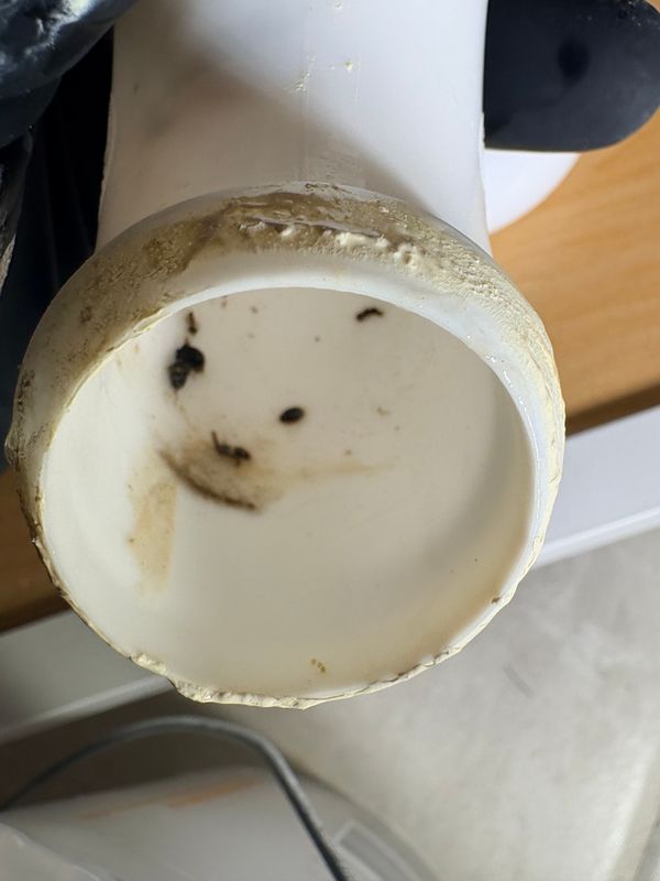 Diagnose drain flies,