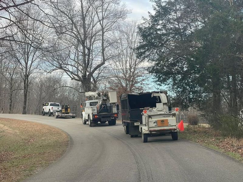 Other Tree Services