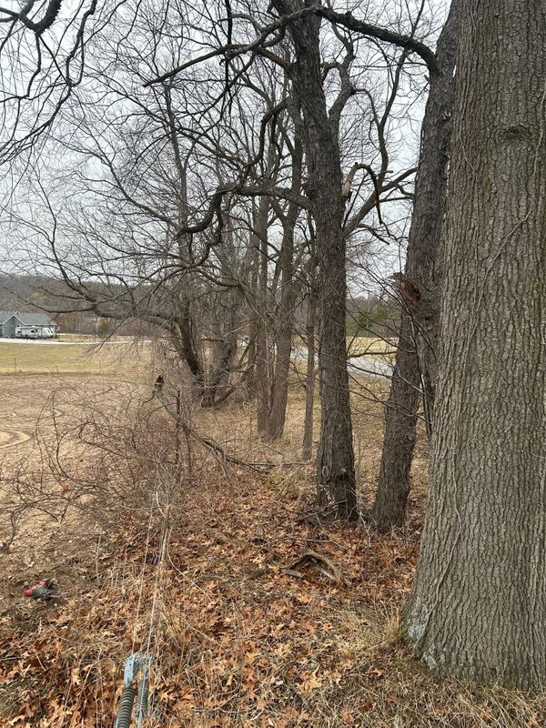 Brush Removal/Hogging