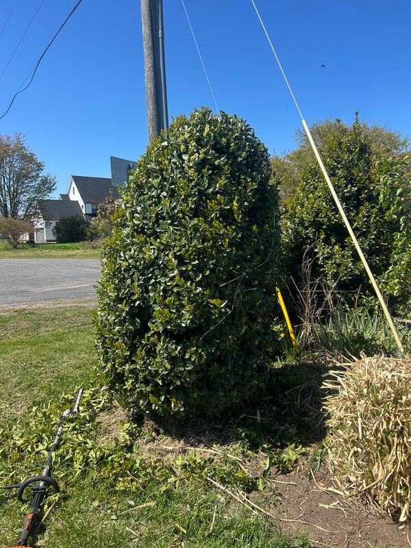 Shrub & Plant Trimming 