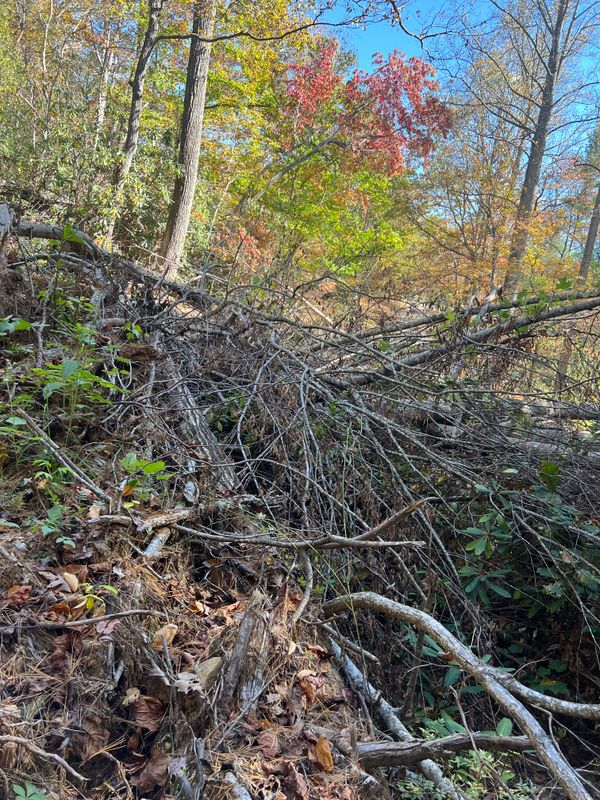Fall Clean Up