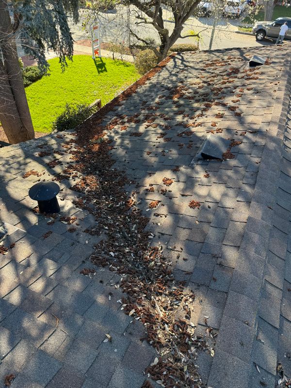 Moss Removal 