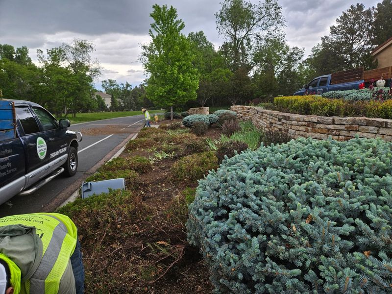 Tree & Shrub Care