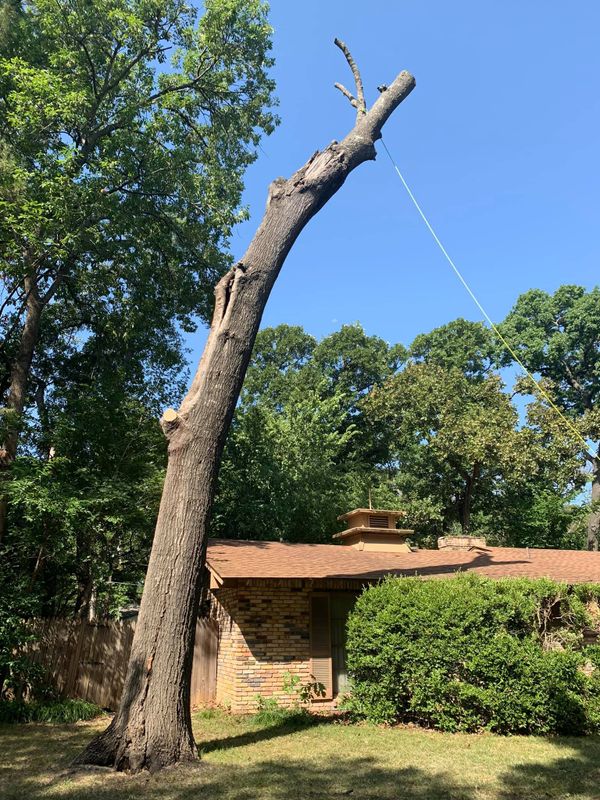 Tree Removal gallery