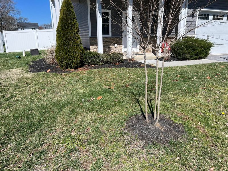 Lawn Maintenance