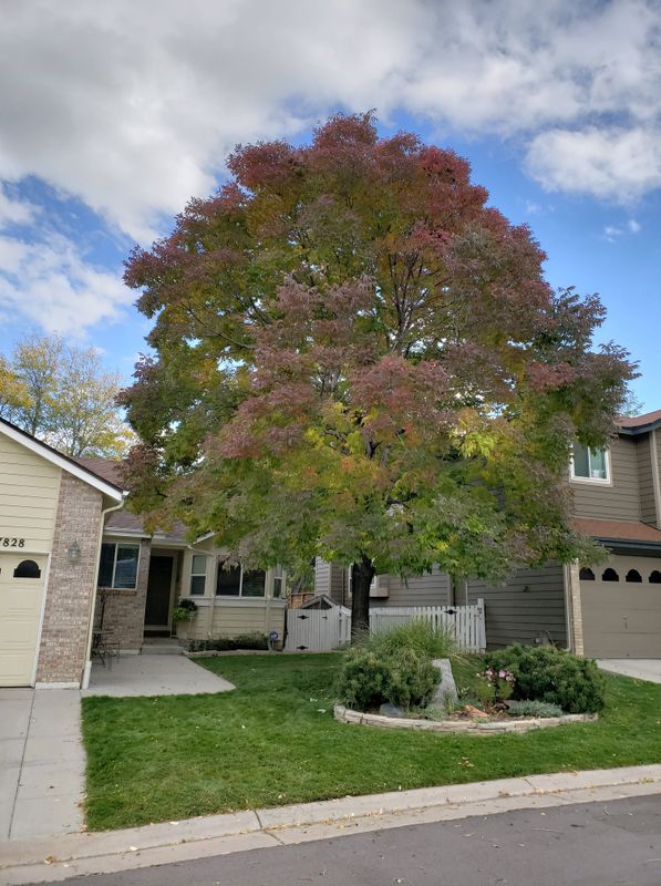 Tree Risk Consultation