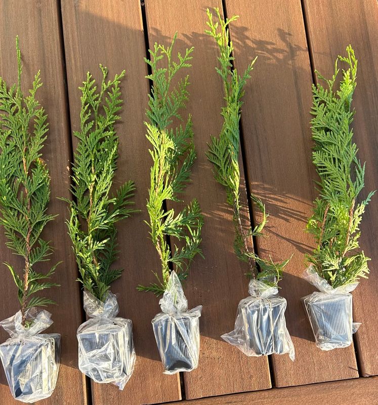Thuja & Evergreen Trees